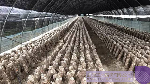 ׯ����Ϸ��(�й���)���޹�˾����